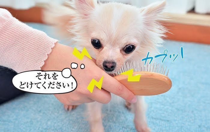 犬が噛む理由を犬の気持ちで考えたら やめさせ方がわかった いぬのきもちweb Magazine